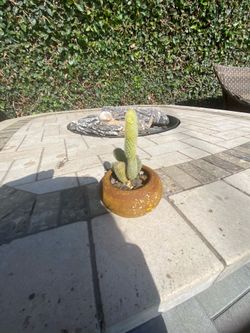 BEAUTIFUL MINIATURE VARIETY PLANTS & CACTUS