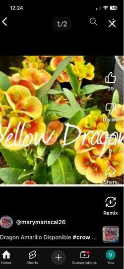 Corona de Cristo Yellow dragon $45