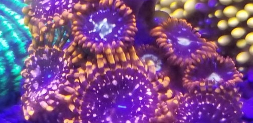 Saltwater Frags And Colonies