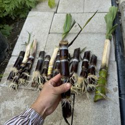 Soft Green Or Soft Black sugarcane 