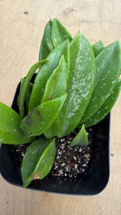 Hoya plant