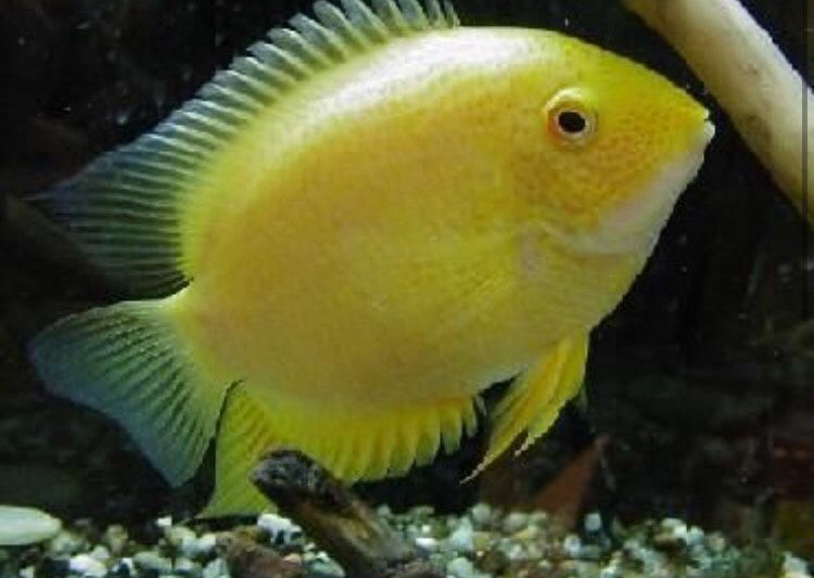 Gold Severum cichlid