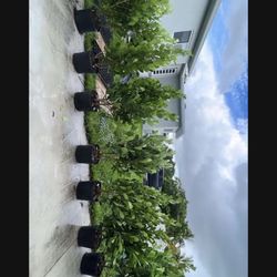 Plants , Hedges,palms 