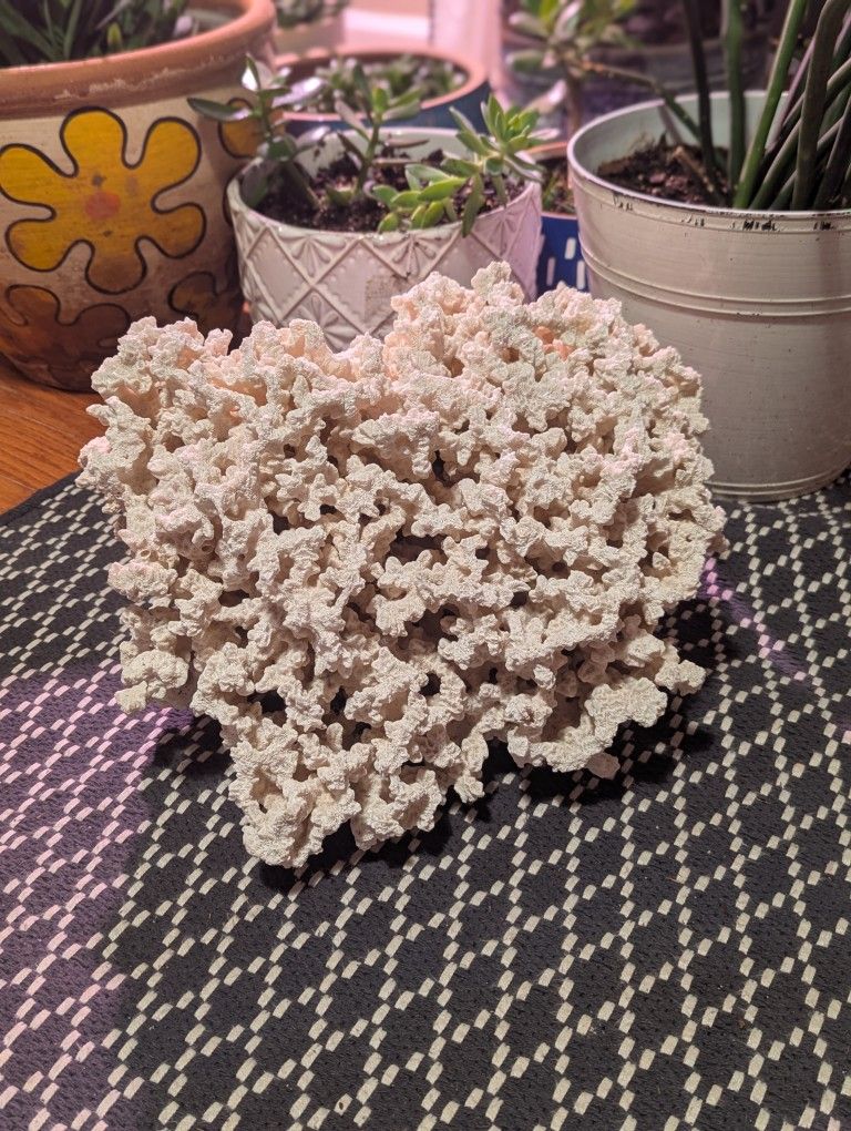 Coral