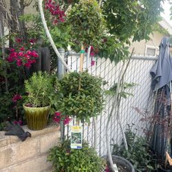 Topiary Tree 