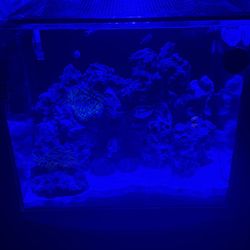 20 Gallon Water box AIO Fish Tank