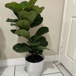 Fiddle Leaf Fig 3ft
