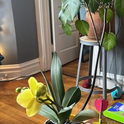 Varias orquídeas en venta , diferente precio .