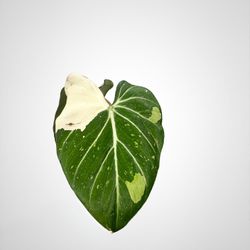 Variegated Philodendron Gloriosum