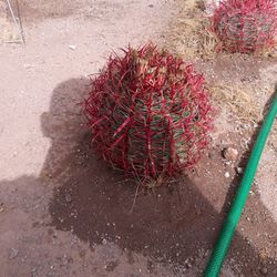 Fire Barrel Cactus 🌵 🔥🔥