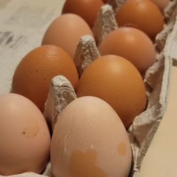 Fresh Eggs