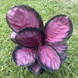 CALATHEA /PRAYER PLANTS (Air Purifying Home or Office) 6” Pot