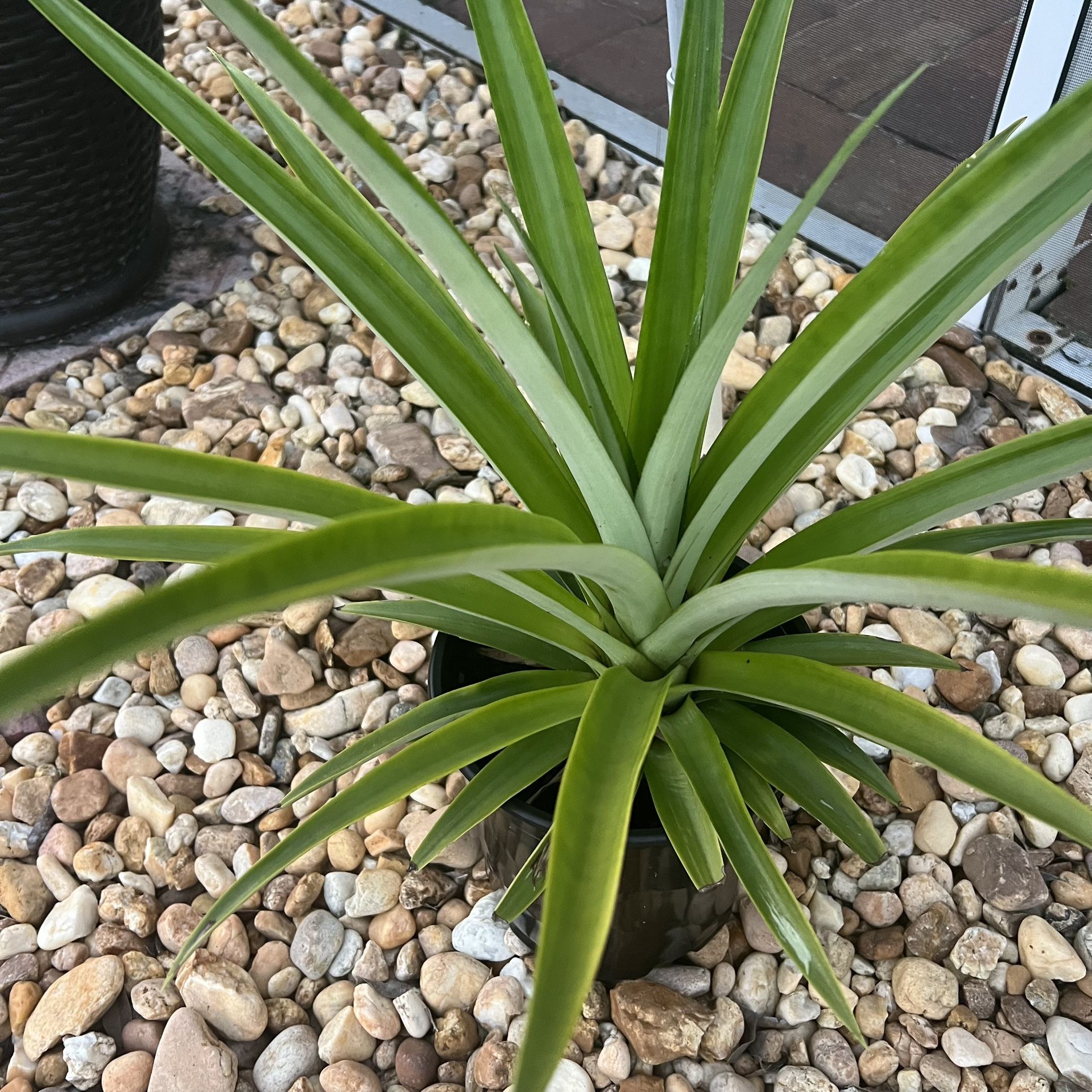 Big Pineapple Plant 🪴