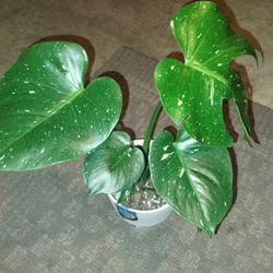 Monstera Thai Constellation LIVE PLANT