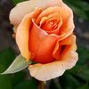 J.Rose