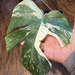 Rooted Variegated Monstera Albo Plant