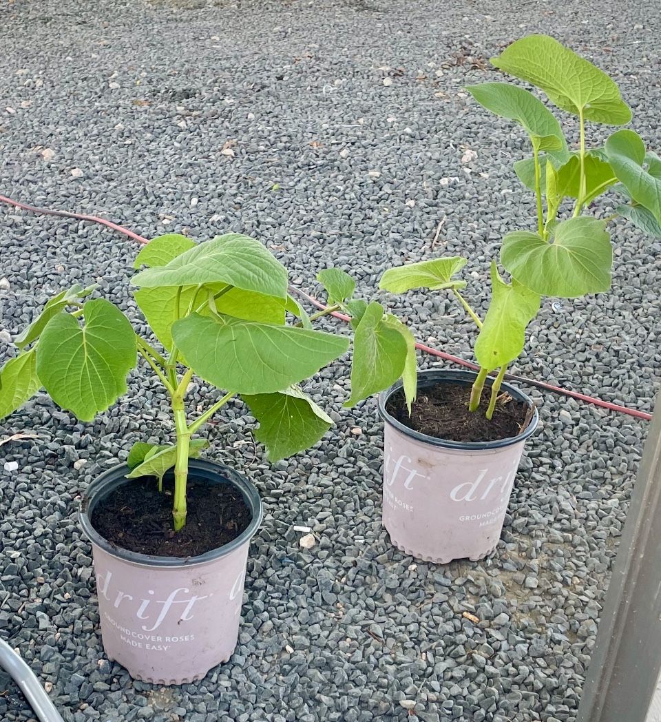 Hoja Santa A La Venta 