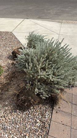 Free Plants & 2 Trees