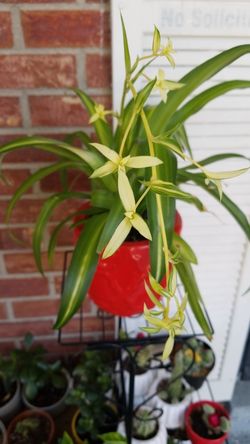 Spider Plants: How to Grow and Care for Spider Plants