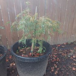 Maple Tree
