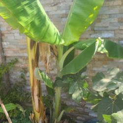 Ice Cream Banana