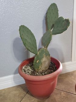 Nopal