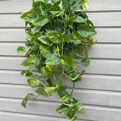 6” golden pothos