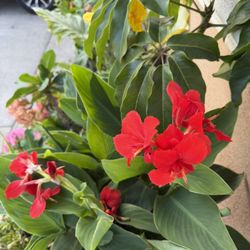 Red & Yellow Canna Lily