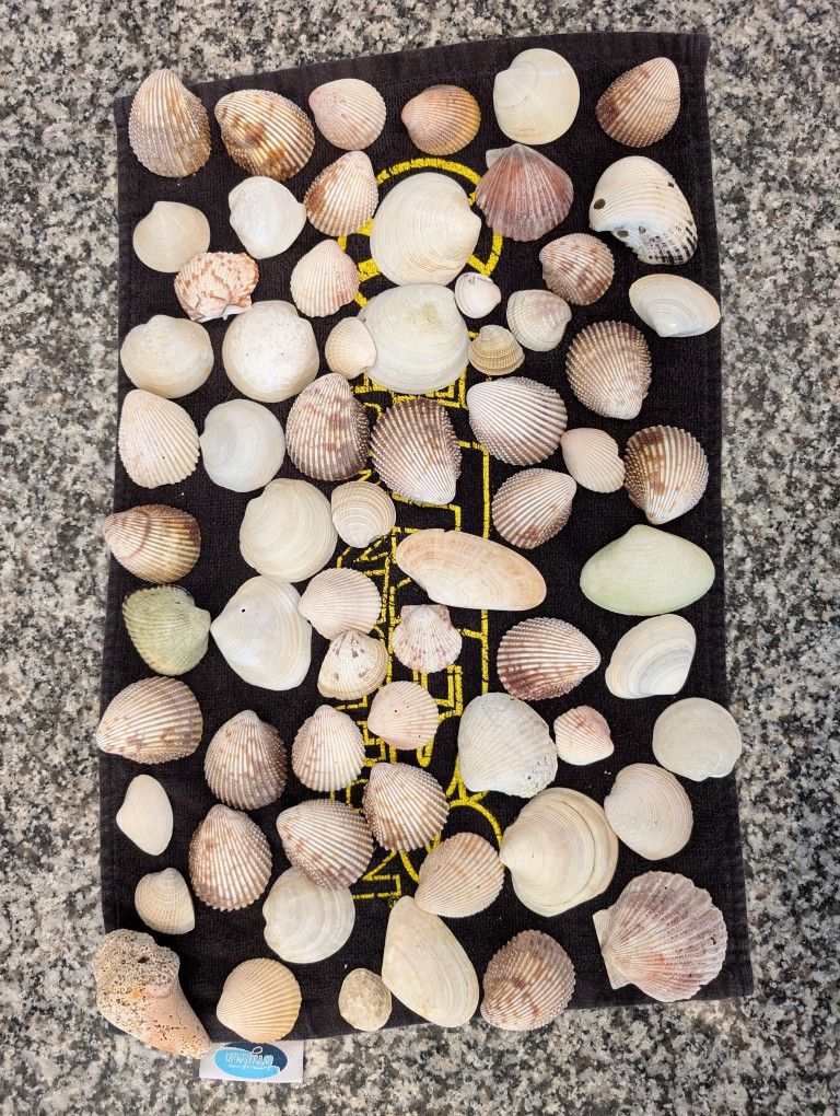 Sea Shells