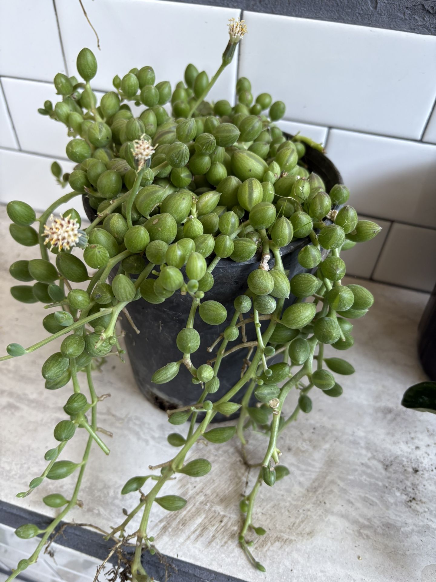 succulent Watermelon