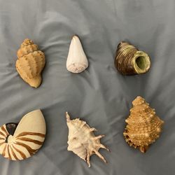 Assorted Seashells 
