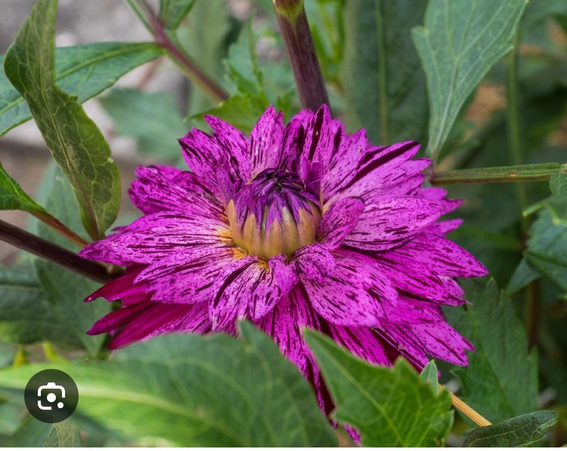 Dahlia Tubers For Sale
