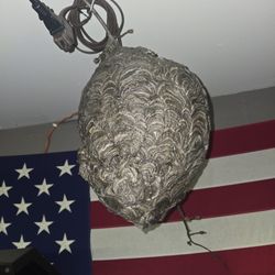 Wasp Nest
