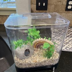 Betta Fish Tank 