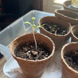 Early Girl Tomato Plant