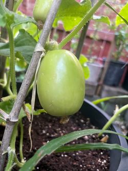 Dragon eggs cucumber plants