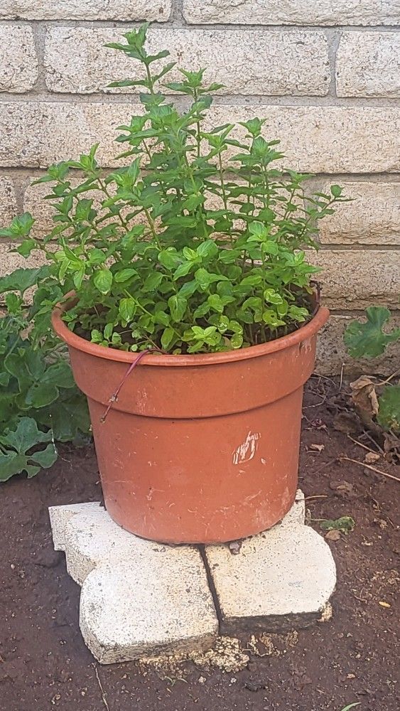 Mexican Yerbabuena $25.00