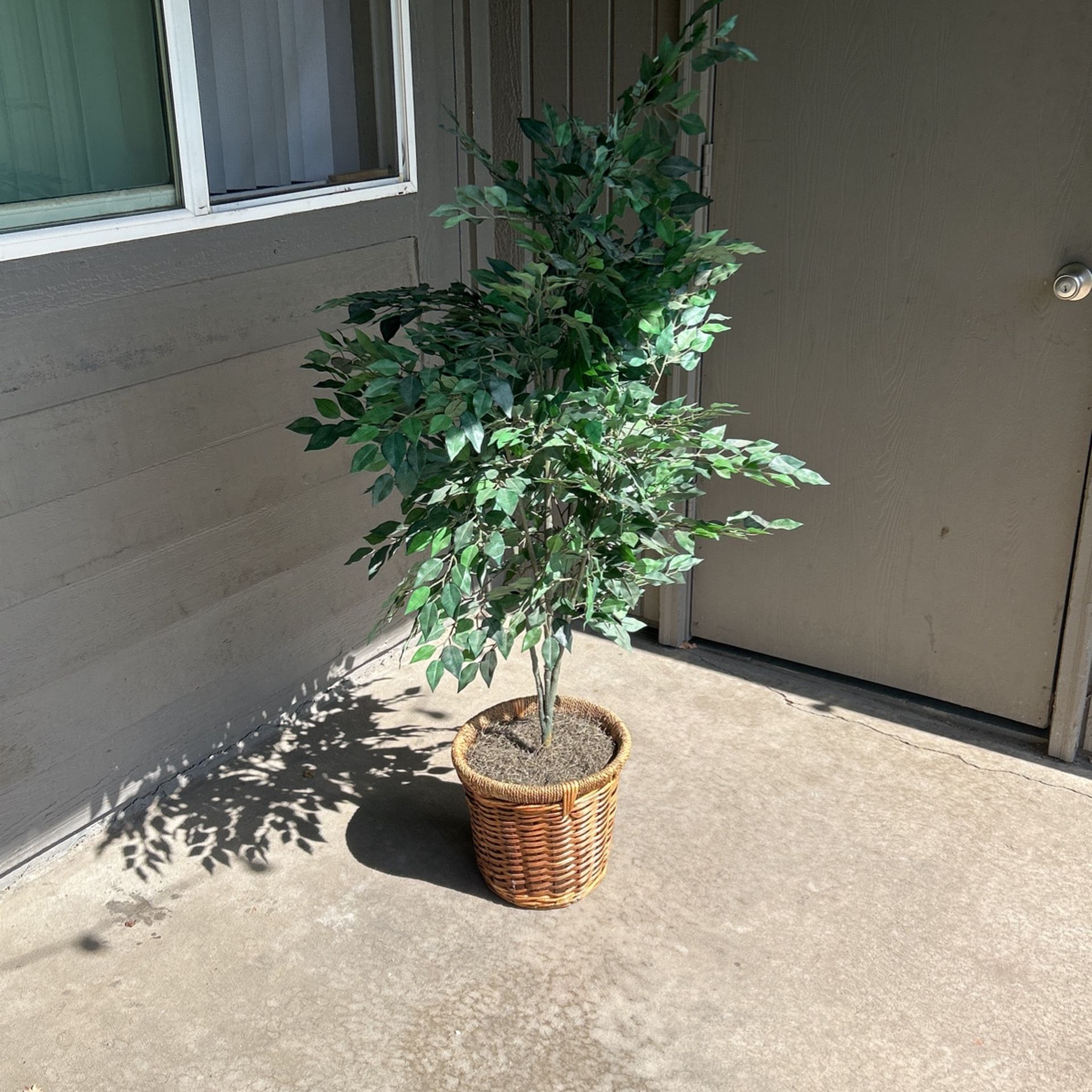 Decorative Plant (Artificial)