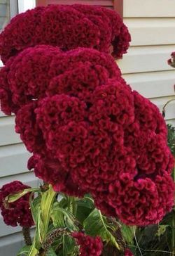 Tall celosia flower seeds