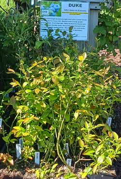 Duke Blueberry 🫐 Bushes