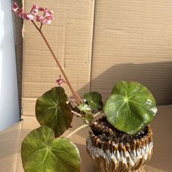 Blooming !  5” Ceramic Pot.