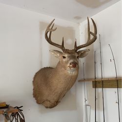 Head mount