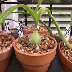 Pregnant onion succulents
