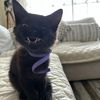 Esmeralda 
