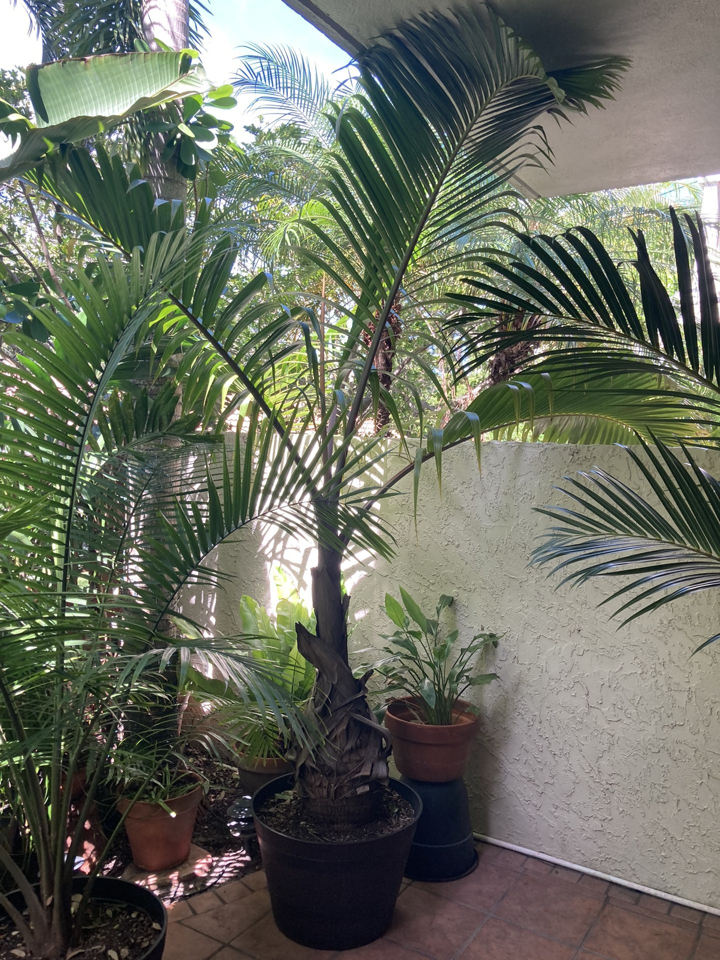 Bottle Palm.