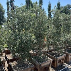 Olive Multi Trunk Tree