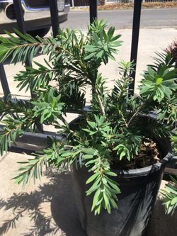 Diferent Plants