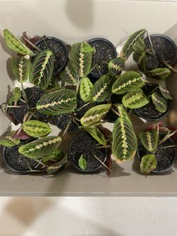 House Plants | Prayer Plants | Maranta