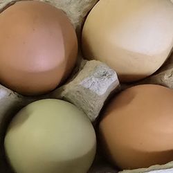 Farm Fresh Organic Non GMO Free Range Chicken Eggs $8 Doz