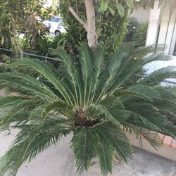 Palm Tree